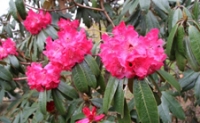 ヒマラヤの秘境に咲く花々～青いケシと真紅のシャクナゲ～　イメージ