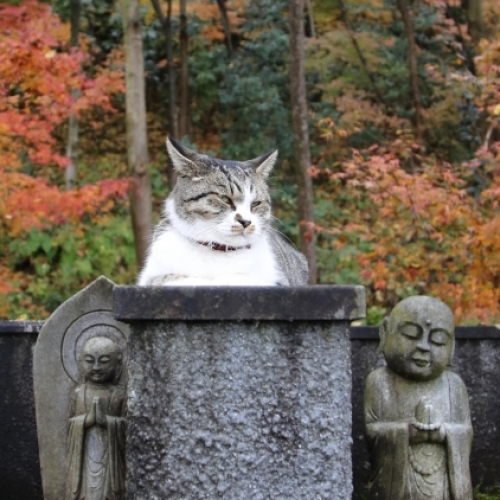 猫カレンダー撮影担当・尾崎修二カメラマンと行く　癒やしの猫を撮る！