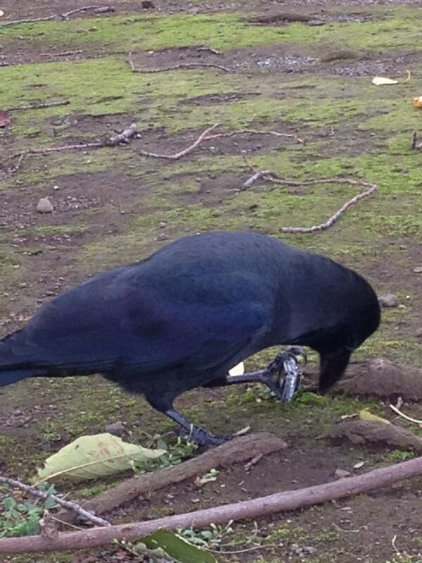 1月22日開催 カラスを知れば世界が変わ レポート ニュース イベニア 面白いイベント情報を求めて