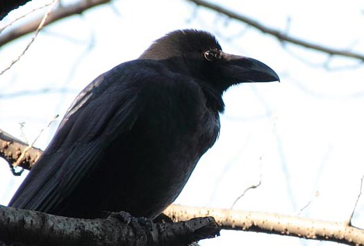 1月22日開催 カラスを知れば世界が変わ レポート ニュース イベニア 面白いイベント情報を求めて 1月22日開催 カラスを知れば世界が変わ レポート ニュース イベニア 面白いイベント情報を求めて