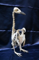 マゼランペンギン全身骨格