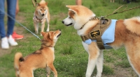 日本犬の祭典ＺＩＰＡＮＧ2020