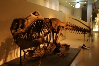 タルボサウルスの化石（国立科学博物館所蔵）