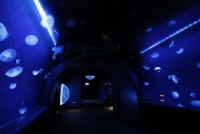 サンシャイン水族館・クラゲトンネル