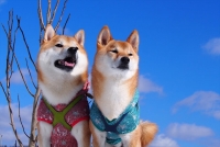 「鼻ぺちゃ展」in 大阪なんばパークス＆柴犬「巻きしっぽ展」
