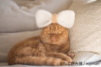 猫の合同写真＆物販展「ねこ休み展」in 静岡パルコ