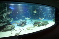 サンシャイン水族館 館内1階大水槽「サンシャインラグーン」