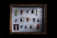 ぼくたちの記憶採集　Insect collecting for the Lost memories