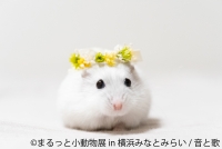 小動物の合同写真展＆物販展「まるっと小動物展 in 横浜みなとみらい」
