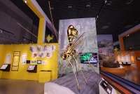 特別展「昆虫MANIAC」