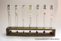 飴色団栗研究室「種花」