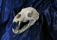 ツキノワグマ頭骨