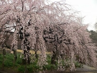 敷地内の桜を調べ尽くした桜博士と行く、新宿御苑の桜鑑賞《早咲きの桜編》 