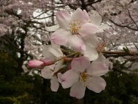桜好きが自信を持って断言する桜の穴場へご招待。桜博士と行く皇居周辺の桜鑑賞 