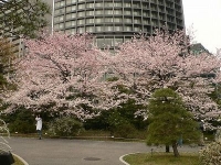 桜好きが自信を持って断言する桜の穴場へご招待。桜博士と行く皇居周辺の桜鑑賞 