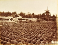 作者不明「京都の茶畑と東寺の五重塔」1880年代、鶏卵紙 © MNAA-Guimet, Paris.
