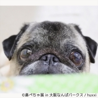 「鼻ぺちゃ展」in 大阪なんばパークス＆柴犬「巻きしっぽ展」