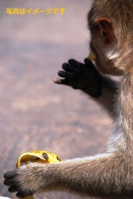 モンキー・ビュッフェ・フェスティバル（Lopburi Monkey Buffet Festival）：タイ