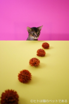 横浜赤レンガ倉庫ねこ写真展 ～今を生きる猫たちのキロク・キオク～