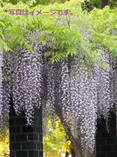 グラフトン　ジャカランダ祭り(79ｔｈ Jacaranda Festival Gragton)：オーストラリア