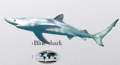 世界で最も美しいサメ「ヨシキリザメ」とは何物なのか　