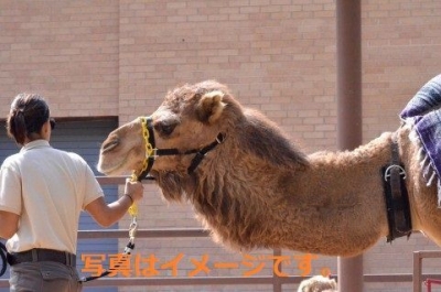 ラクダフェア（Pushkar Camel Fair）：インド