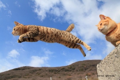 猫の合同写真展「ねこ専」