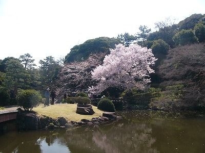 敷地内の桜を調べ尽くした桜博士と行く、新宿御苑の桜鑑賞《早咲きの桜編》 