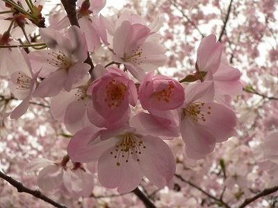 桜好きが自信を持って断言する桜の穴場へご招待。桜博士と行く皇居周辺の桜鑑賞 