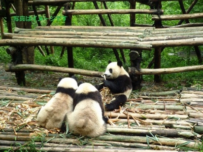 1600パンダワールドツアーin 香港　1600熊猫遊香港、創意Ｘ保育