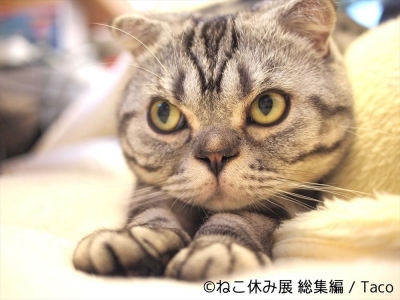 猫の合同写真＆物販展「ねこ休み展 総集編」in日本橋タカシマヤ