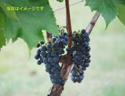 ユルギュップ　国際ぶどう収穫祭(INTERNATIONAL GRAPE HARVESTFESTIVAL)：トルコ