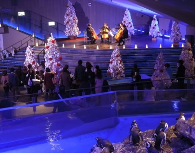 『恋する水族館。』クリスマス2015