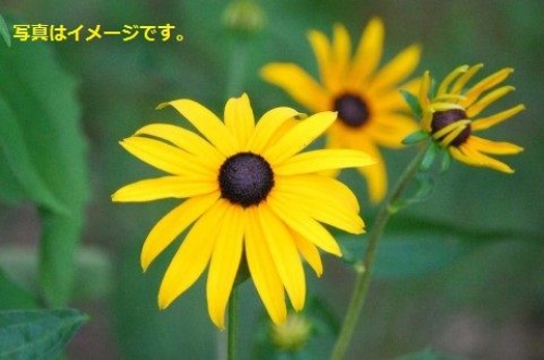 イエローディジー・フェスティバル(Yellow Daisy Festival)：アメリカ