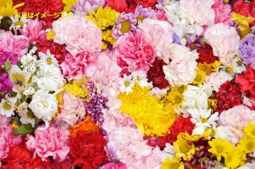 ジローナの花祭り（Temps de Flors）：スペイン