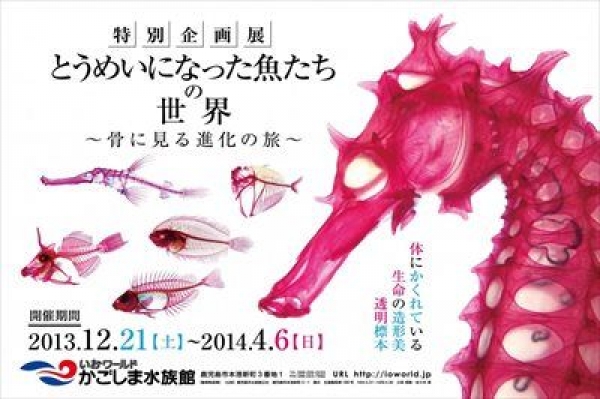 特別企画展「とうめいになった魚たちの...｜イベント(12076)｜イベニア