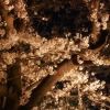 九州の夜桜