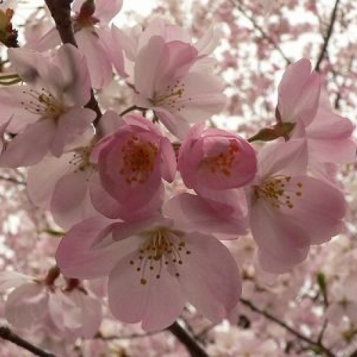 桜好きが自信を持って断言する桜の穴場へご招待。桜博士と行く皇居周辺の桜鑑賞 
