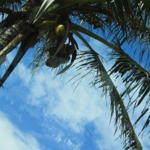第19回　コナブリュワーズフェスティバル（Kona Brewers Festival）：ハワイ