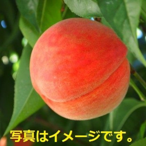 桃祭り　ピーチ・フェスティバル（14th Annual Peach Festival　with Arts and Antiques）：アメリカ
