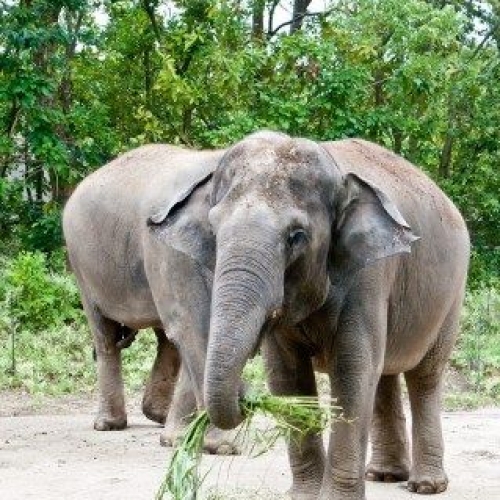 キングス カップ エレファント ポロ(King's Cup Elephant Polo)：タイ