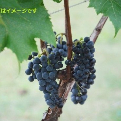 ユルギュップ　国際ぶどう収穫祭(INTERNATIONAL GRAPE HARVESTFESTIVAL)：トルコ