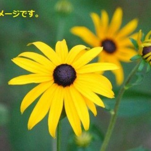 イエローディジー・フェスティバル(Yellow Daisy Festival)：アメリカ