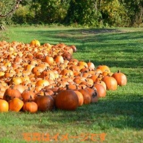 バーンズビル　カボチャ祭り（Barnesville Pumpkin Festival）：アメリカ