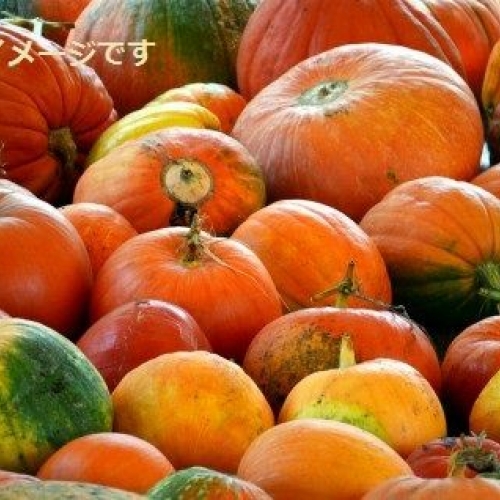 ユッカーファーム　パンプキンバトル（Jucker Farmart Pumpkin Battle）：スイス 