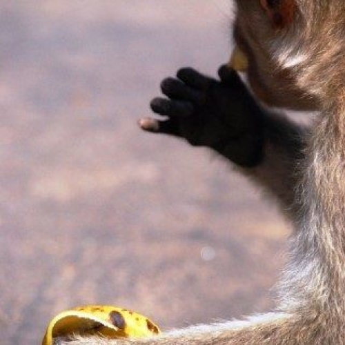 モンキー・ビュッフェ・フェスティバル（Lopburi Monkey Buffet Festival）：タイ