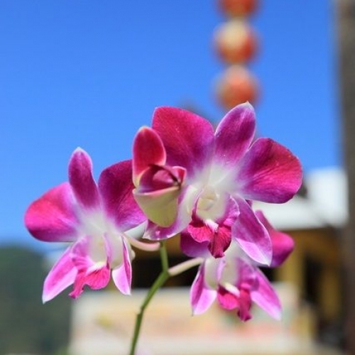チェンマイ花祭り（Chiang Mai Flower Festival）：タイ