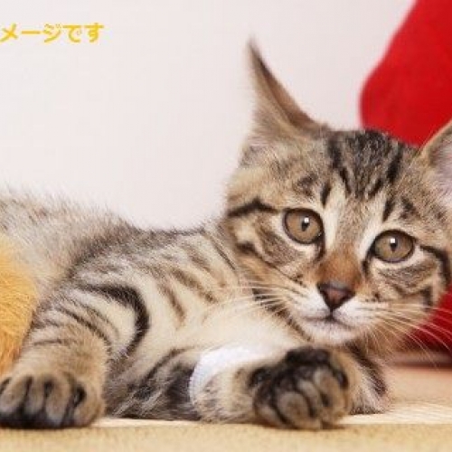 イーペル猫祭り Kattenstoet Cats Fes イベント イベニア