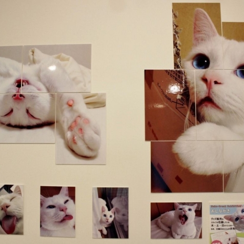 【猫】人気猫たちが集結「ねこ休み展 冬 2016」  有名にゃんこ写真家さんたちにインタビュー。