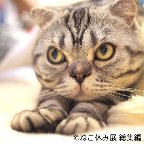 猫の合同写真＆物販展「ねこ休み展 総集編」in日本橋タカシマヤ